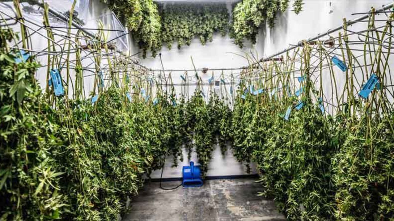 hanging whole plant to dry